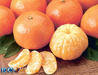 واردات كنستانتره پرتقال