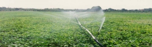 نسخه جدید وزارت جهاد برای کاهش مصرف آب کشاورزی/ کشت نشاء در ۲۳۰ هزار هکتار از اراضی کشور