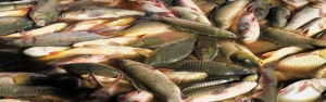 ماهیان گرم‌آبی در صدر تولیدات آبزی‌پروری