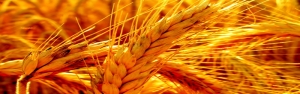 وزارت جهاد: 1.7 میلیون تن گندم مازاد برنیاز کشاورزان خریداری شد