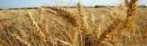 هدفگذاری تولید ۱۳.۵ میلیون تن گندم در سال زراعی جدید