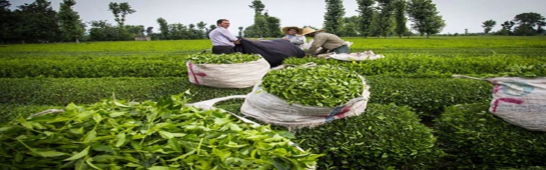 آغاز برداشت چین سوم برگ سبز چای در استان‌های گیلان و مازندران