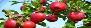 خرید تضمینی 58 هزار تن سیب صنعتی از باغداران