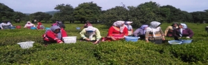 چین دوم برگ سبز چای آغاز شد/ پرداخت ۲۴ درصد بهای برگ سبز چای