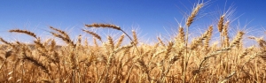 تولید 14 میلیون تنی گندم هدف گذاری شد