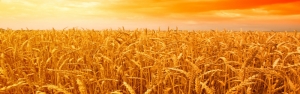 خرید تضمینی ۵۶۷ هزارتن گندم و کلزا در استان‌های جنوبی کشور