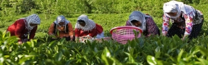 45 میلیارد ریال تسهیلات بهزراعی به چایکاران پرداخت شد