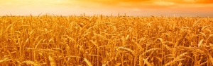پیش بینی تولید 14 میلیون تن گندم در کشور