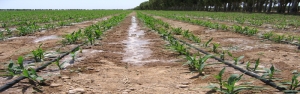 آبیاری میکرو و کشت نشایی راهکار نجات کشاورزی از خشکسالی است