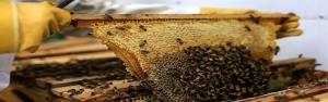 پیش‌بینی تولید ۱۱۵ هزار تن عسل در سال جاری