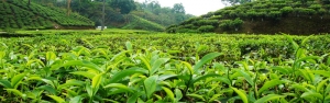 رئیس سازمان چای: پرداخت ۹۰ درصد مطالبات چای‌کاران/ مشکلی در فروش چای تولید داخل وجود ندارد