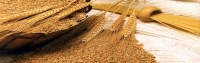 ۱۰۰ درصد بذر اصلاح‌شده گندم و جو در داخل تولید می‌شود