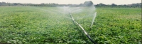 کاهش 50 درصدی نیاز آبی سبزی و صیفی با روش آبیاری نوین