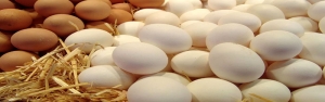 صادرات ۲۷ هزار تن تخم‌مرغ به کشورهای حاشیه خلیج فارس