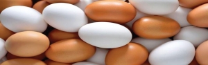 تولید تخم‌مرغ ایران به یک میلیون تن در سال رسید