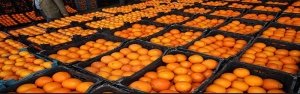 ذخیره 500 هزار تن پرتقال