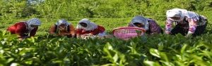 آغاز پرداخت تسهیلات بهزراعی باغ های چای به چایکاران
