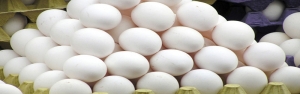 صادرات تخم مرغ آزاد شد
