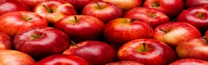 ۷۰۰ هزار تن سیب در سردخانه‌های کشور موجود است