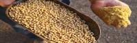 توزیع 100 هزار تن کنجاله سویا امروز در سطح کشور