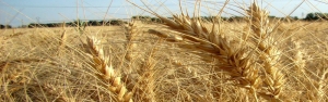 افزایش ۳.۲ درصدی فروش گندم در سال ۱۴۰۰