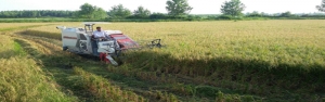 سرمایه گذاری 6 هزارمیلیاردریالی دولت در بخش مکانیزاسیون برنج