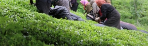بیمه فراگیر باغات چای کشور در سال ۹۷ اجرا می شود/ پیش بینی تولید ۱۰۵ هزار تن برگ سبز چای در سال جاری