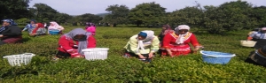 112 هزار تن برگ سبز چای امسال از چایکاران خریداری شد
