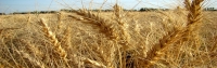 خرید تضمینی ۱.۸ میلیون تن گندم در کشور