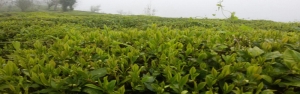 پرداخت ۳۷ درصد بهای خرید تضمینی چای به کشاورزان/ عبور از رکورد تولید سال ۹۱ چای