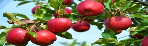 ذخیره سازی ۳۰ هزارتن سیب برای عید