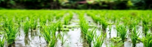 نشاکاری بالغ بر 530 هزار هکتار برنج در سطح کشور
