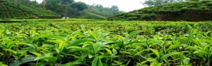 37 هزار تن برگ سبز چای درجه یک خریداری شد