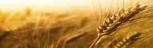 بیش از 2 میلیون تن گندم تا کنون از کشاورزان خریداری شده است