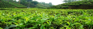 تمدید زمان برداشت برگ سبز چای تا پنجم آبان ماه / پرداخت ۱۲۹ میلیارد تومان از مطالبات چایکاران